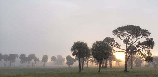 Trees on field against sky during foggy weather