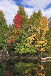 Reflection of trees in pond at park