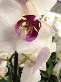 Close-up of flowers