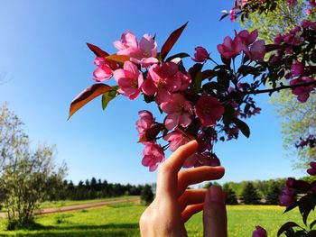 Close-up of hand holding pink flowering tree against sky