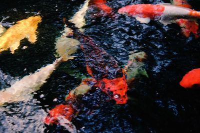 High angle view of reflection on water