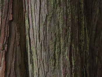 Full frame shot of tree trunk