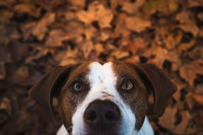 Close-up portrait of dog