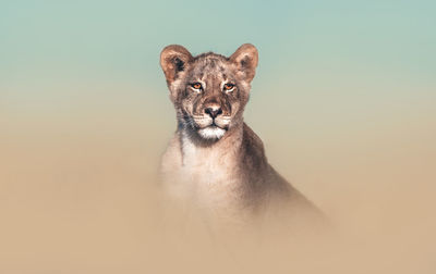 Portrait of lion against sky