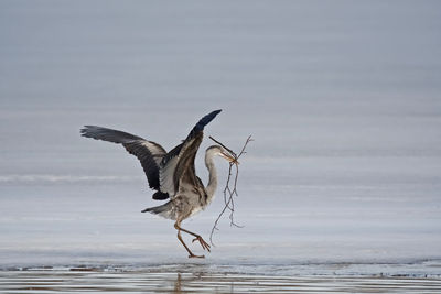 Gray heron by sea against sky