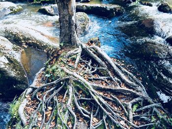 High angle view of driftwood in forest