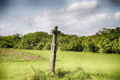 Trees on field against sky