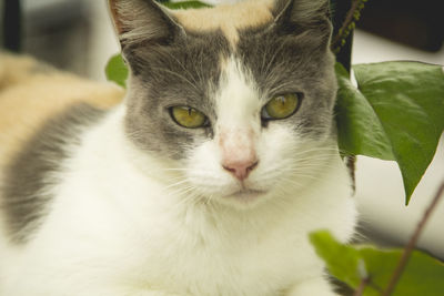 Close-up portrait of cat