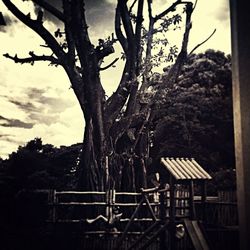 Bare trees against sky