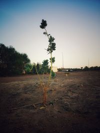Scenic view of field against clear sky during sunset
