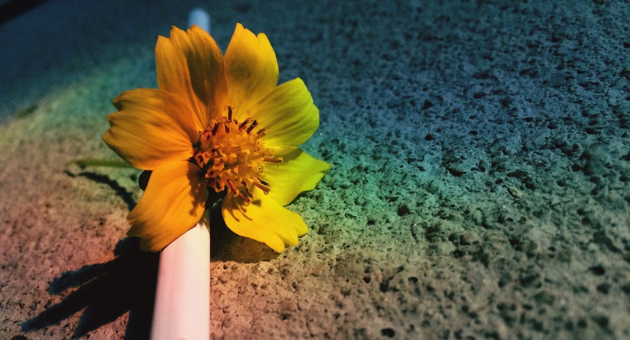 yellow, flower, petal, fragility, flower head, freshness, close-up, nature, beauty in nature, growth, stem, no people, plant, outdoors, focus on foreground, day, blooming, pollen, selective focus, in bloom, ground, tranquility