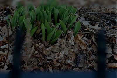 Plants growing in water
