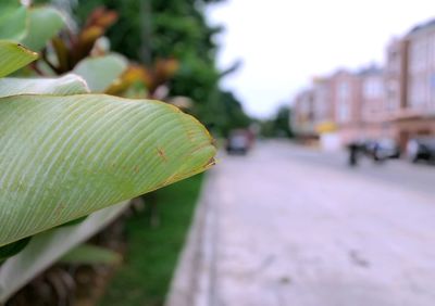 Close-up of leaves on road in city