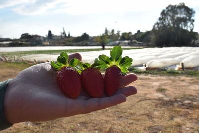 Close-up of hand holding fruit against sky