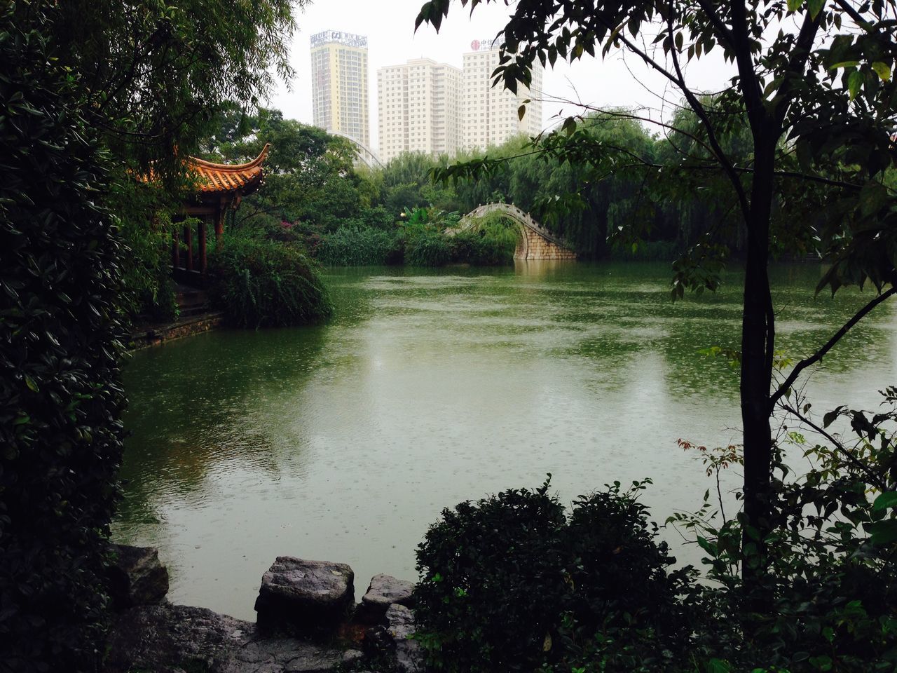 tree, building exterior, water, architecture, built structure, city, growth, river, reflection, skyscraper, lake, waterfront, branch, nature, day, office building, outdoors, green color, modern, building