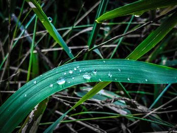 Close-up of raindrops on grass