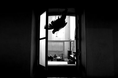 Artificial bird hanging on window at home