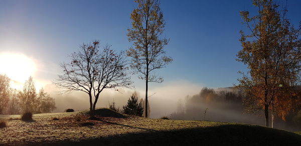 Trees on field against sky during foggy weather