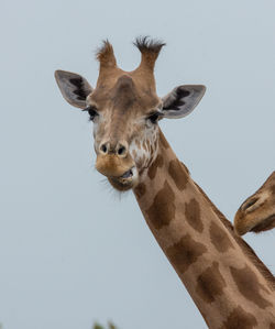 Low angle portrait of giraffe against clear sky