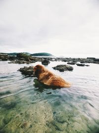 View of dog in sea against sky