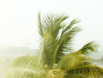 Low angle view of palm trees