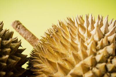 Close-up of plant against yellow background