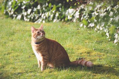 Cat sitting on field