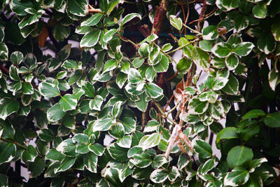 Close-up of ivy growing on tree