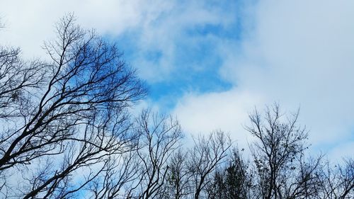 Low angle view of bare trees against blue sky