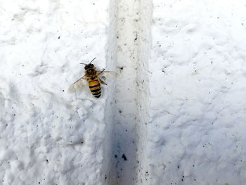 Close-up of bee on white background