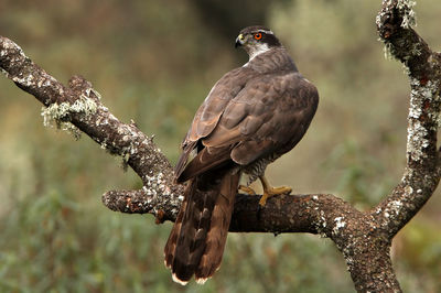 Low angle view of eagle perching on tree