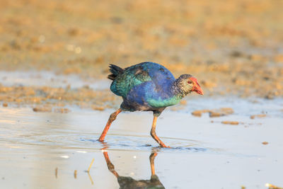 Close-up of swamphen perching on shore