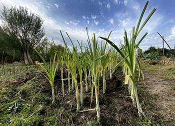 Plants growing on field against sky