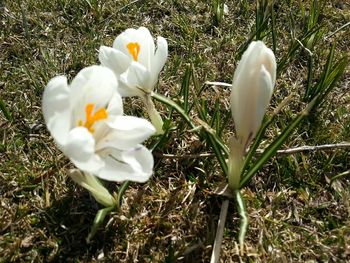 Close-up of white flowers blooming in field