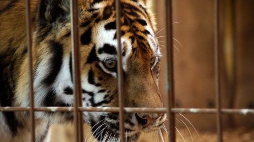 View of cat in cage at zoo