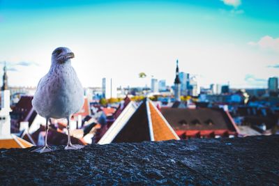 Seagulls perching on wall