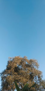 Low angle view of plants against clear blue sky