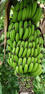 Low angle view of banana tree