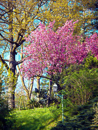 Pink cherry blossom tree in park