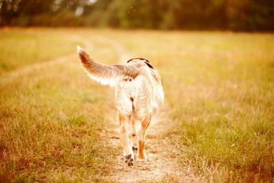 Portrait of a horse on field