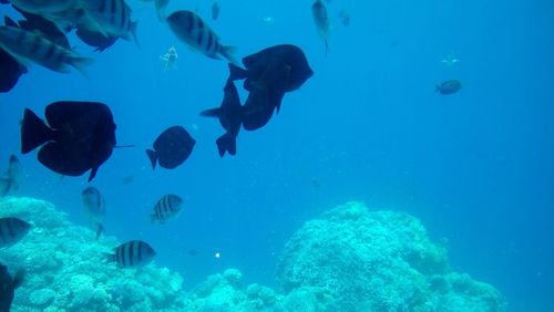 Fish swimming underwater