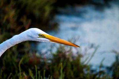 Close-up of heron on water