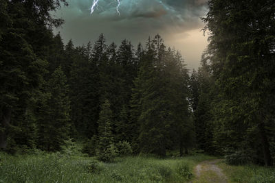 Pine trees in forest