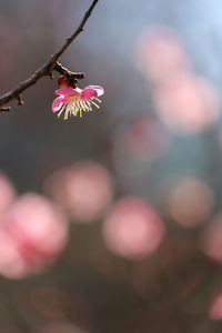 Close-up of pink cherry blossom on twig