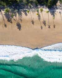 High angle view of beach and palm trees