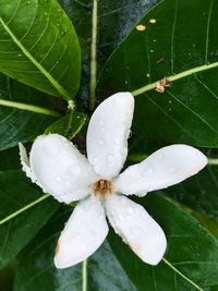 Close-up of wet white flowers blooming outdoors