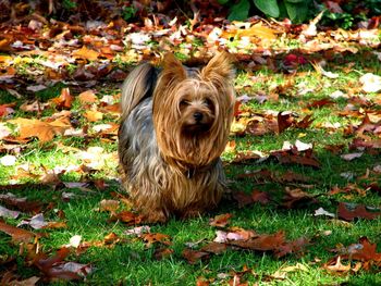 Portrait of dog on grass during autumn