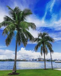 Palm trees on beach against sky