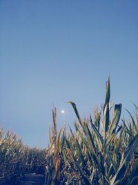 Low angle view of plants on field against clear blue sky