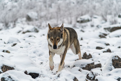 View of dog on snow covered land